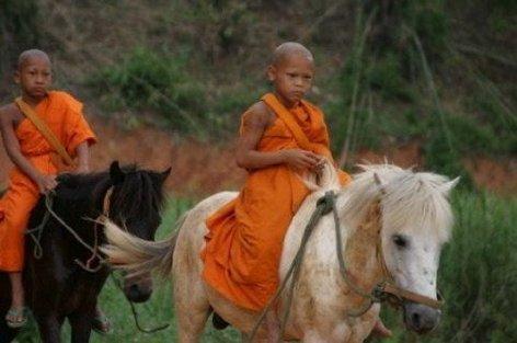 buddha's lost children.php.jpeg